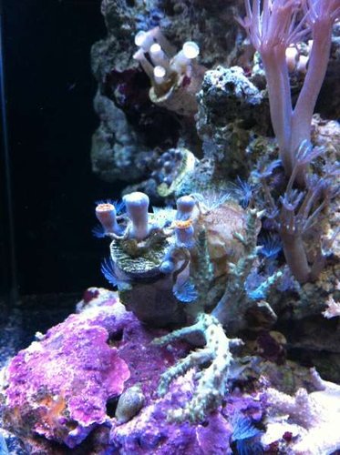 zoanthus og små nye feather worms