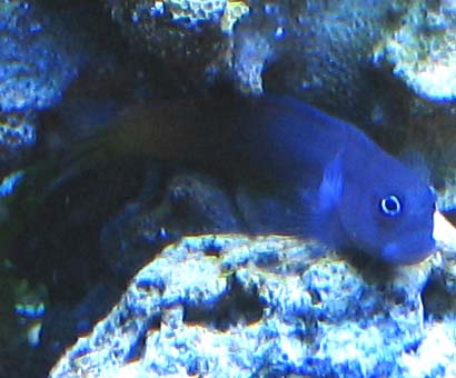 Blenni