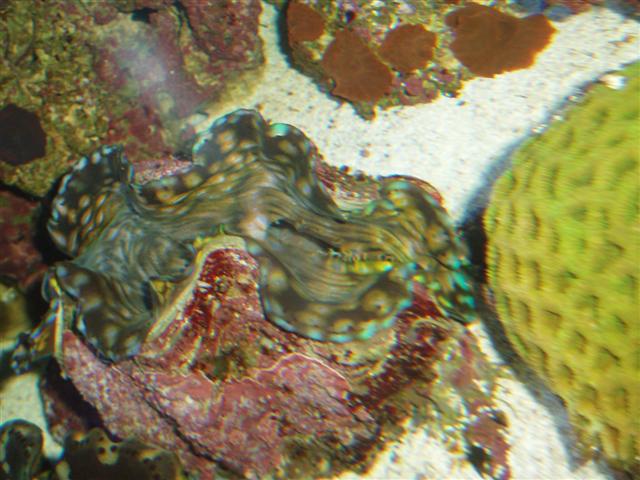 Sådan ser muslingen ud idag, ser ud til den stadig er i &amp;quot;recovery&amp;quot;