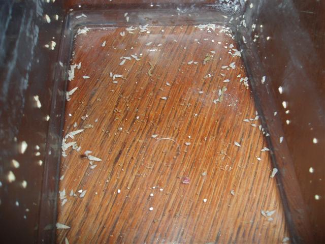 pyramide møg-parasitter...