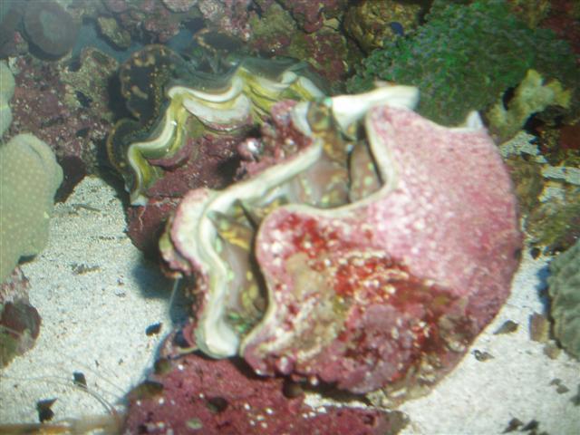 største tricacna da den havde det værst