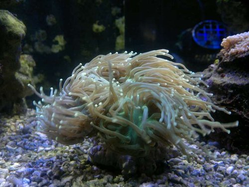 Euphyllia glabrescens