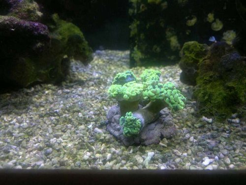 Euphyllia paraancora (green)