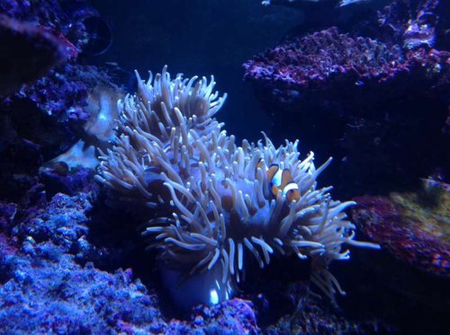 den mest kravlende anemone til dato