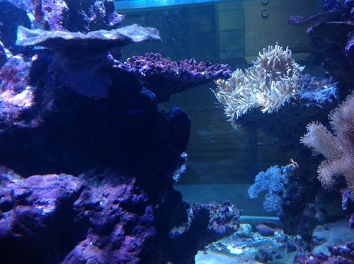 Samme anemone
