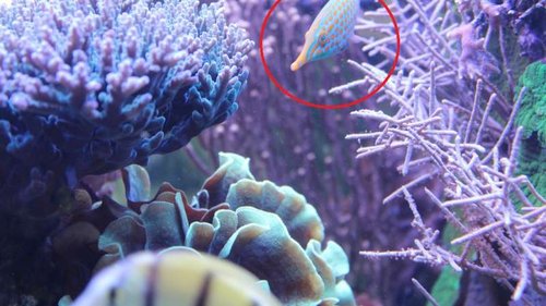 hvad er det for en.jpg