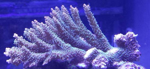Super fin millipora