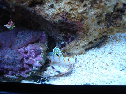 Jørn's fisk & Reje.JPG