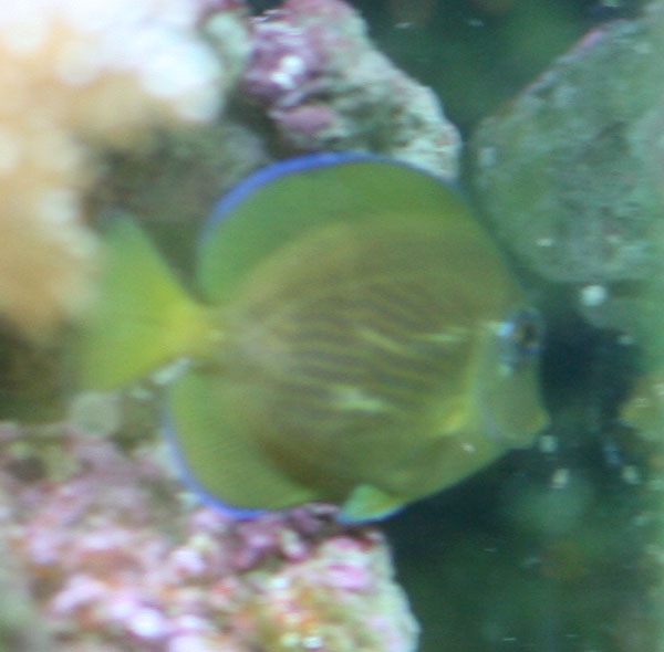 Ny kirurg...men hvilken?