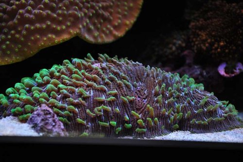 Fungia sp.