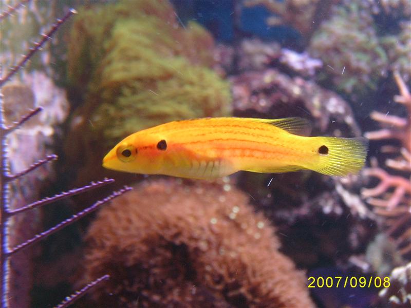 SA553785 (Medium).JPG