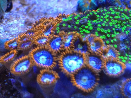 Zoas