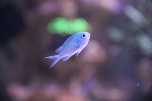 Chromis viridis