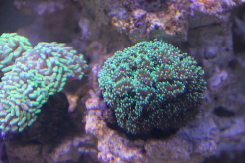 Euphyllia &amp; Galaxea