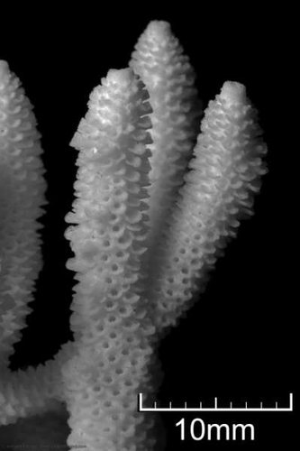 A. millipora