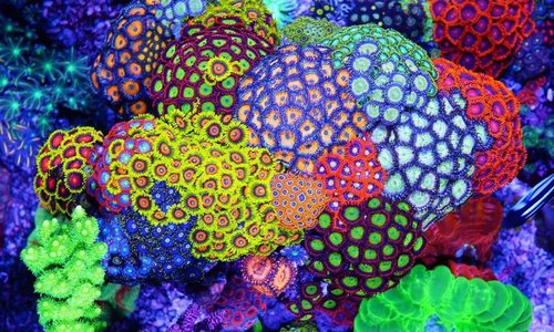 wildzoas.jpg