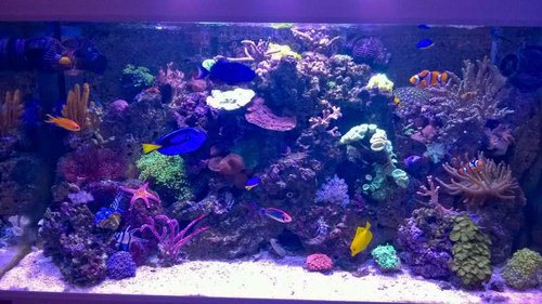 20141004-2014.10.04 Akvarium.jpg