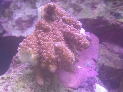 Table Coral