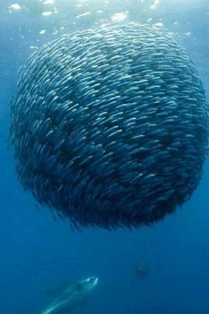 schooling mackerel.jpg
