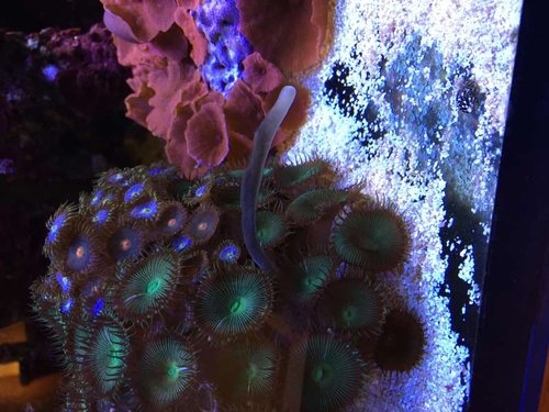 Den lange der vokser ud mellem polypperne