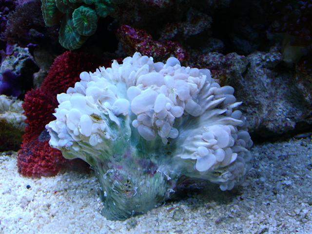 600 Plerogyra Sinuosa.JPG