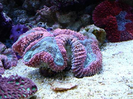380 Lobohyllia hempichii.JPG