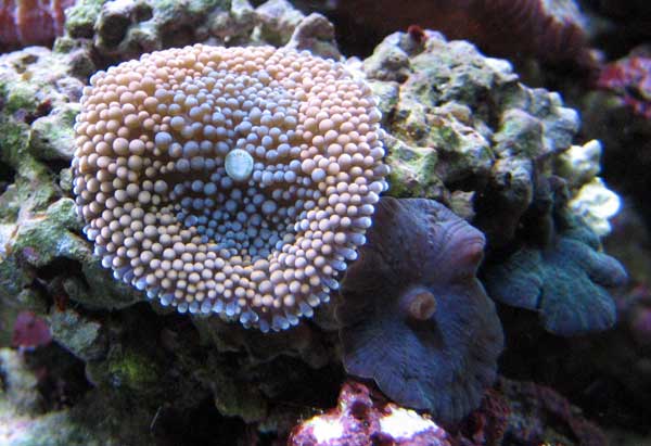 Floridae-4.jpg