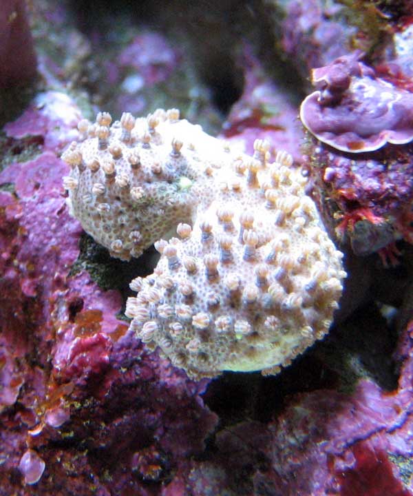 sarcophyton-frag.jpg