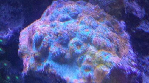 rainbow Chalice