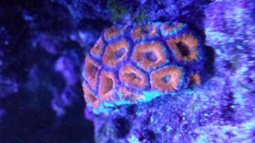 acanthastrea ??