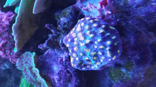 mycedium sp