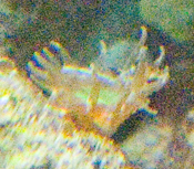 glasrose.jpg