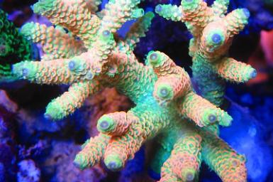 Cantaloupe Millepora.jpg