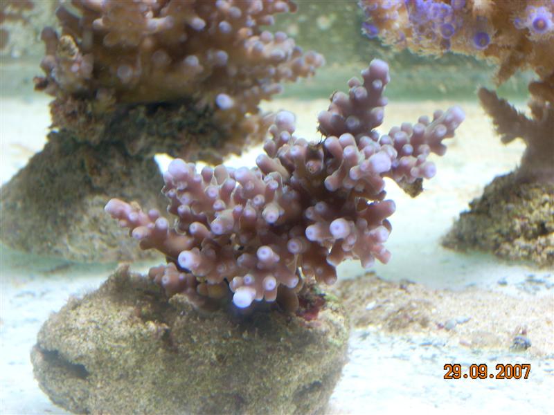 acro granulosa.jpg
