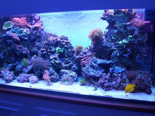 akvarie D27 9 025.jpg