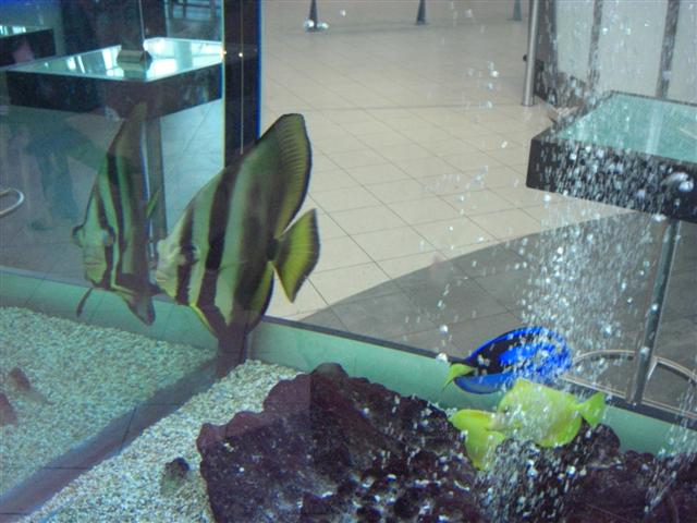CIMG0262 (Small).JPG