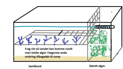 forsøg på en fragtank med alge refugie bagerest .jpg