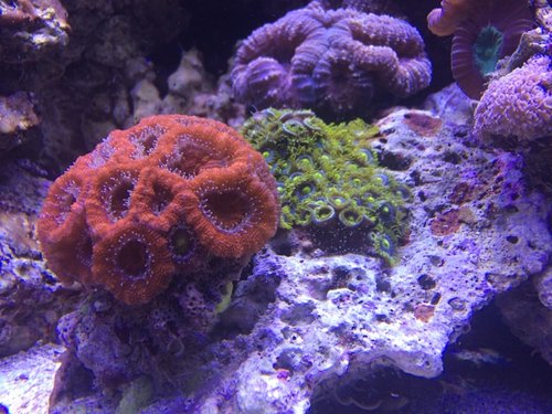 Acan