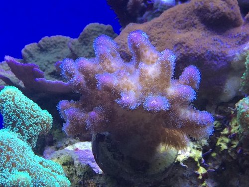 Pocillopora