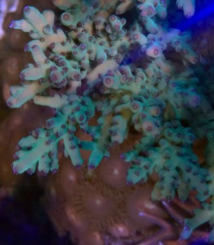 acro1.jpg