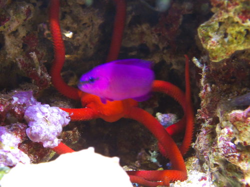 DSCF9824_1.jpg
