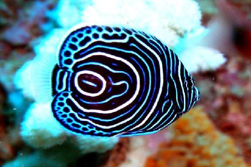 juvenile-emperor-angelfish.jpg
