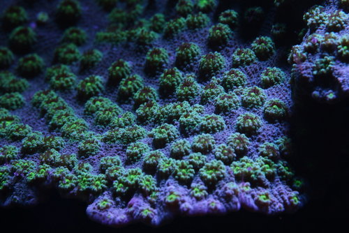 Echinopora lamellosa