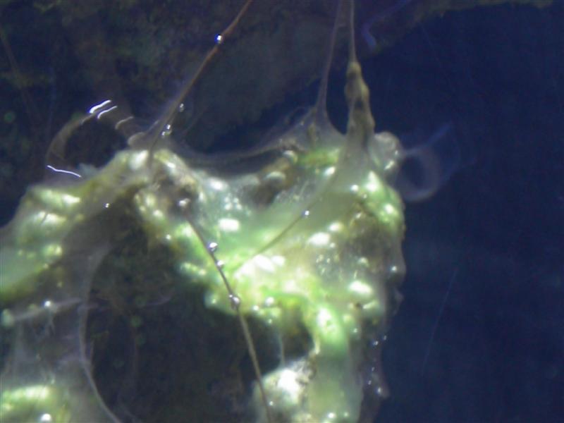 saltakva 032 (Medium).jpg