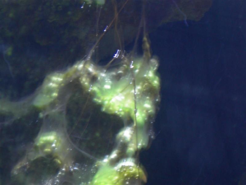 saltakva 029 (Medium).jpg
