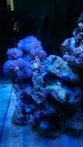 IMAG0732.jpg