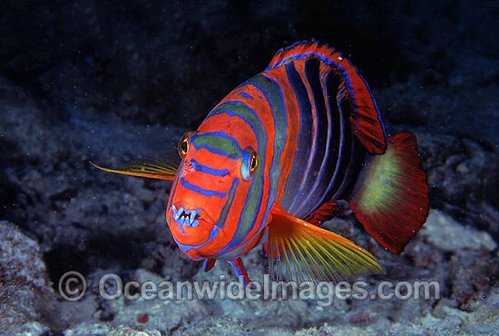 Det kunde være man skal passe på fingrene