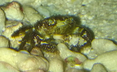 Krabbe-2.jpg