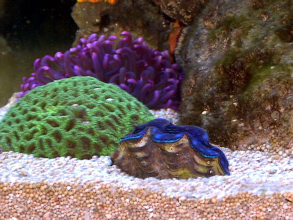 Vores flotte musling, anemone og &amp;quot;lille&amp;quot; hjerne.