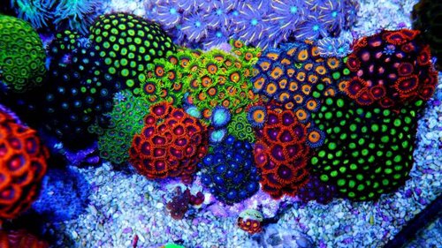 Zoa have.